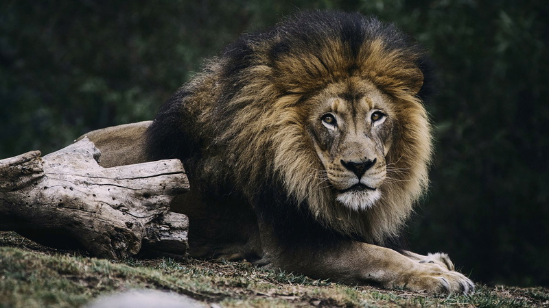 relaxation, animals in the wild, day, one animal, no people, feline, vertebrate, wildlife, portrait, tree, male animal, mane, mammal, lion, 1080P, wilderness