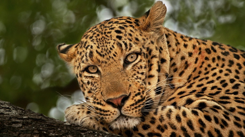 feline, outdoors, no people, looking away, wilderness, undomesticated cat, tree, whiskers, close-up, head, animal wildlife, cat, 1080P, wildlife, whisker