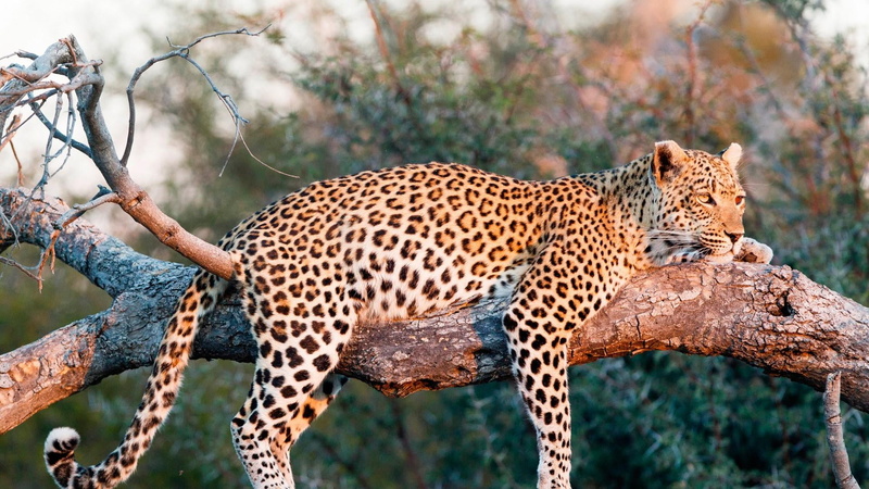 tourism, animals in the wild, carnivora, one animal, mammal, hunting, animal themes, 1080P, big cat, outdoors, terrestrial animal, cheetah, nature, big cats