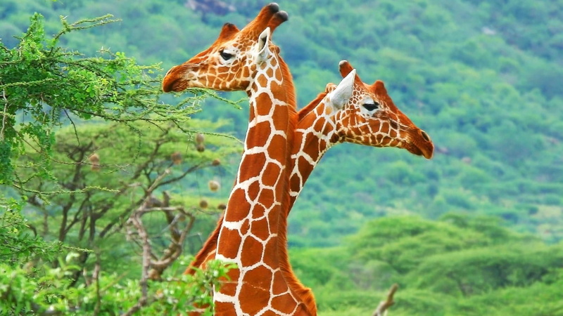 animal head, nature, no people, one animal, animals in the wild, fauna, outdoors, terrestrial animal, mammal, giraffidae, giraffe, tree, grass, 1080P