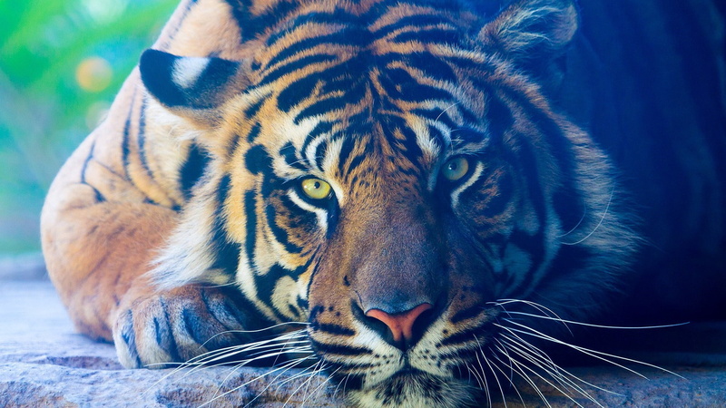 wildlife, animal themes, whisker, zoo, big cats, terrestrial animal, animal head, animal body part, striped, nature, snout, close-up, undomesticated cat