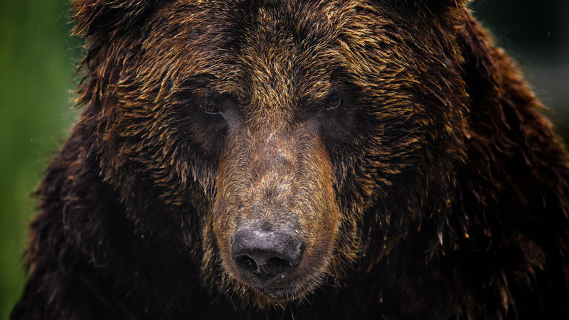 outdoors, animals in the wild, animal mouth, fauna, one animal, focus on foreground, close-up, wilderness, no people, terrestrial animal, looking at camera