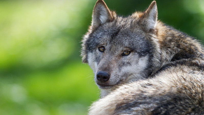 animal themes, wildlife, one animal, terrestrial animal, wolf, animals in the wild, day, animal wildlife, vertebrate, no people, close-up, looking, focus on foreground