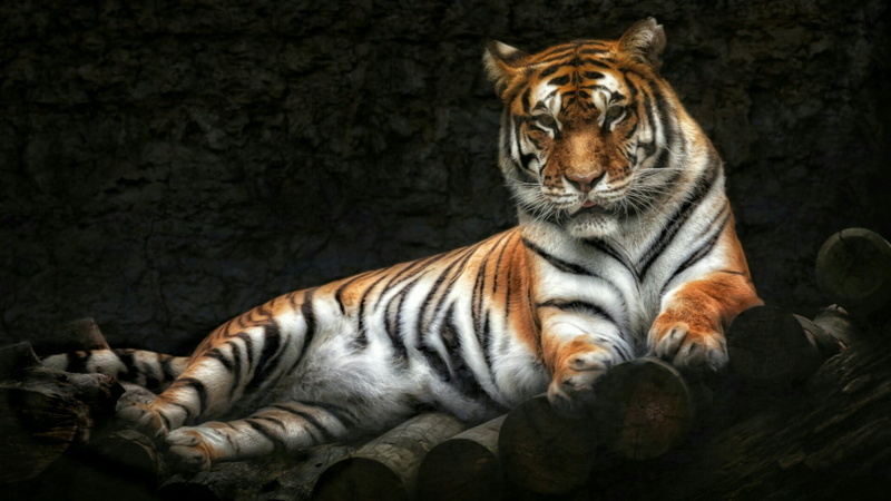 animals in the wild, striped, big cat, whisker, vertebrate, endangered species, animal wildlife, tiger, feline, black background, animals in captivity