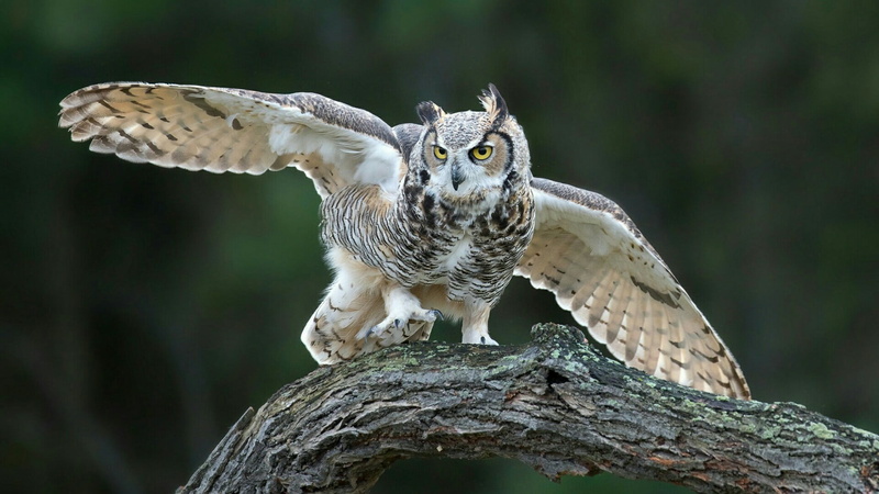 day, focus on foreground, animal wildlife, wing, vertebrate, tree, looking at camera, portrait, animal, flying, bird of prey, eurasian eagle-owl, owl, nature