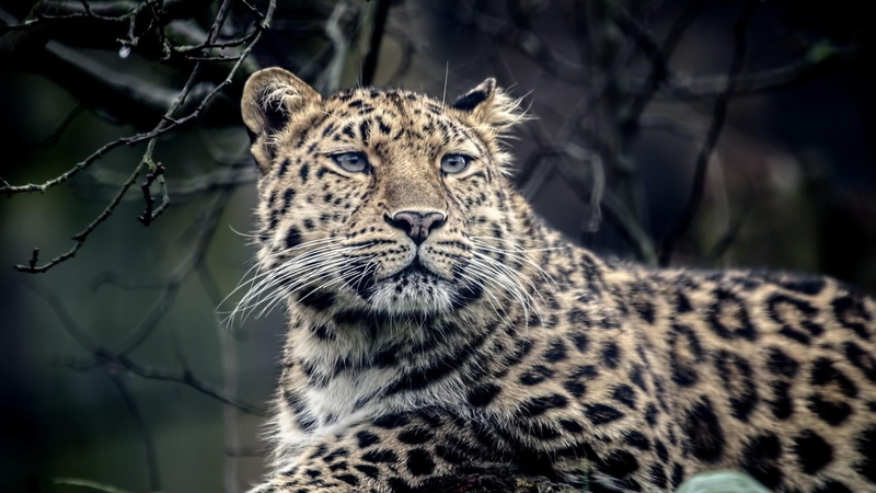 spotted, big cats, animal themes, whiskers, animal head, wildlife, wild animal, feline, cheetah, animals in the wild, leopard, mammal, focus on foreground