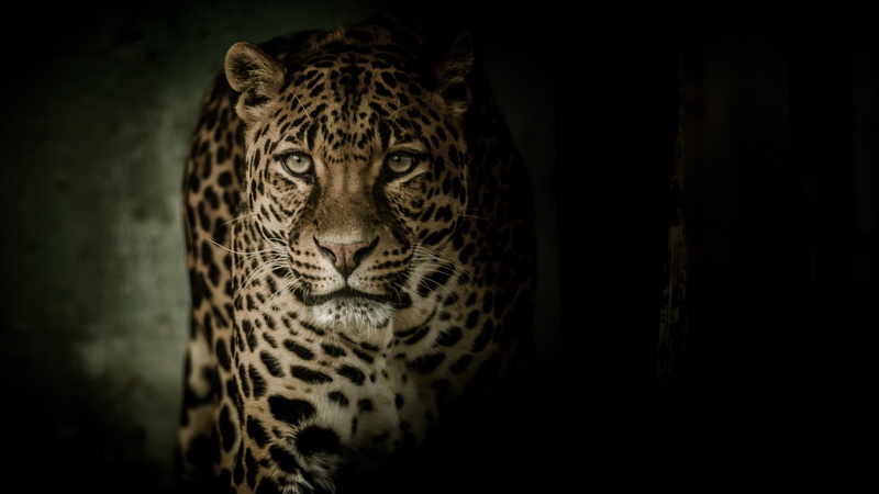animal markings, whiskers, animal themes, no people, looking at camera, animal body part, dark, cat, whisker, darkness, portrait, one animal, black background
