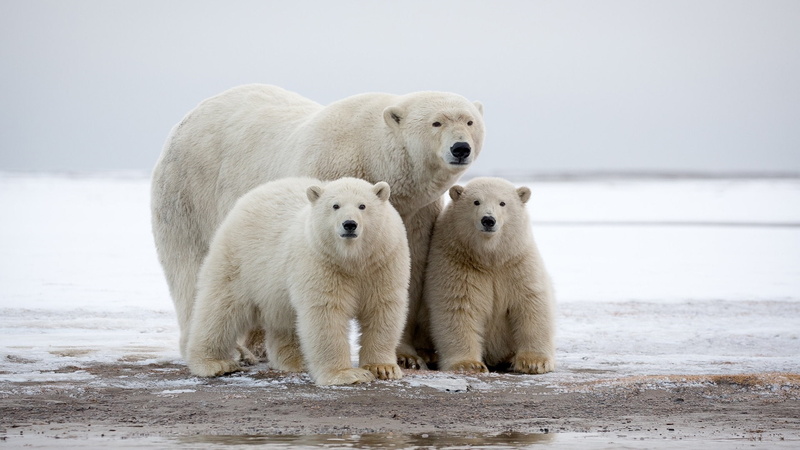 wildlife, terrestrial animal, bear, polar bear cub, 1080P, cubs, polar ...