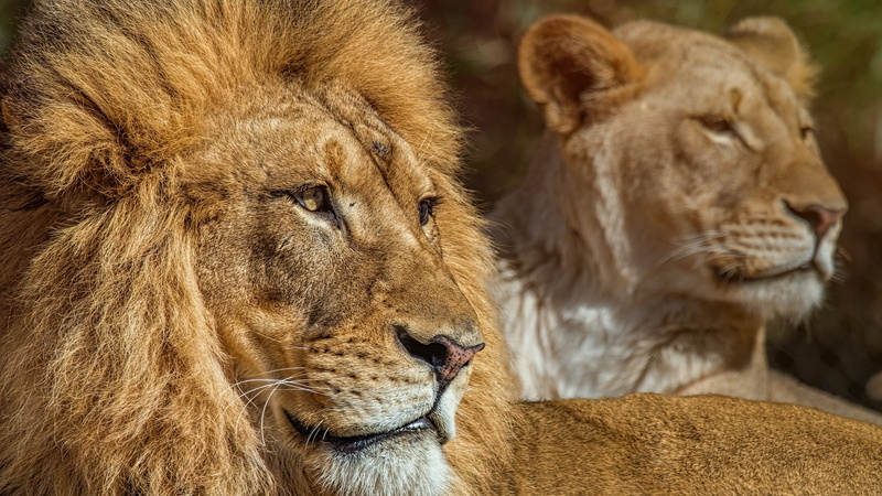 whiskers, 4K, lioness, lion, mane, big cats, wildlife, terrestrial animal, mammal, fur, cat like mammal