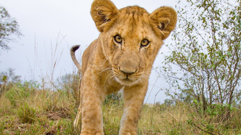whiskers, mammal, lion, wildlife, lion cub, cub, terrestrial animal, cute, 1080P
