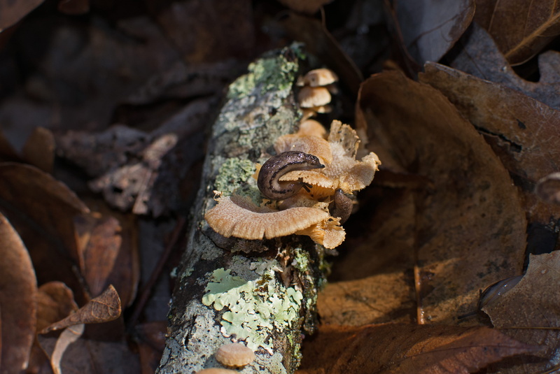 animal themes, leaves, winter, close-up, 4K, slug, reptile, day, land, outdoors, animal wildlife, anderson, tree, plant, forest floor, fungus, one animal