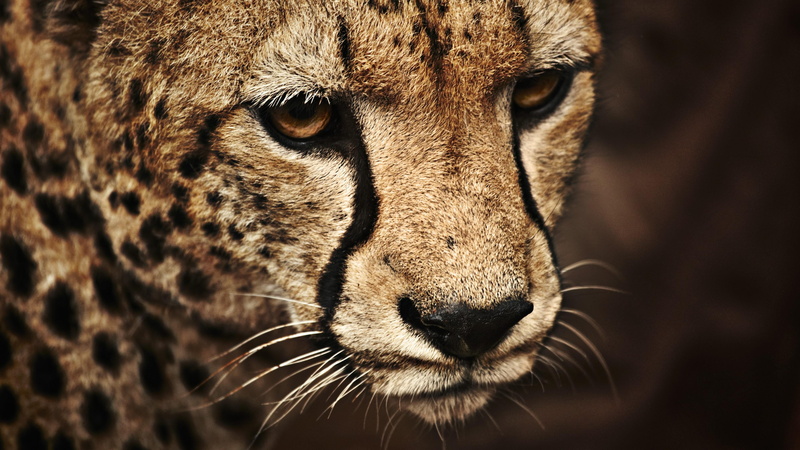 animals, animal, whisker, animal head, 4K, one animal, animal eye, looking away, focus on foreground, terrestrial animal, big cat, feline, whiskers, close-up
