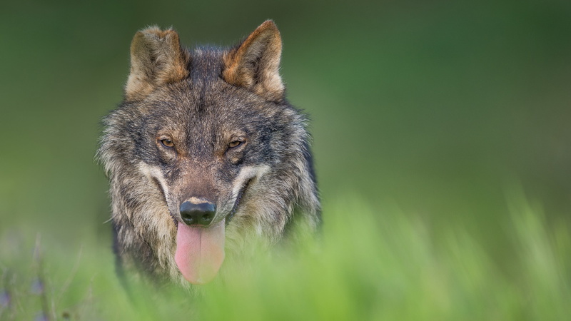 animals in the wild, grass, nature, plant, focus on foreground, looking, animal, close-up, animal head, animal wildlife, day, one animal, mouth open, portrait