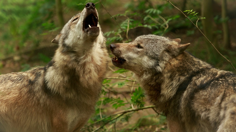 mammal, emotion, animal family, howling, no people, wolves, wilderness, wildlife, animals in the wild, focus on foreground, group of animals, nature, togetherness