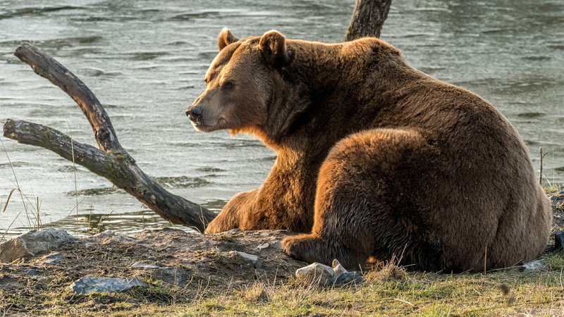 no people, river, wildlife, grizzly bear, water, animals in the wild, day, looking away, fur, one animal, bear, fauna, side view, mammal, outdoors, nature
