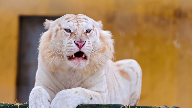 animal mouth, animal wildlife, vertebrate, close-up, terrestrial animal, wildlife, domestic animals, one animal, cat, animal, whisker, 1080P, feline, facial expression