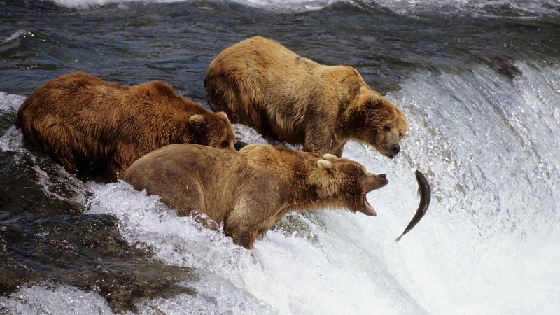 animal family, animals, animal, waterfall, brown, nature, fish, Grizzly Bears, animals in the wild, no people, river, day, outdoors, vertebrate, animal wildlife
