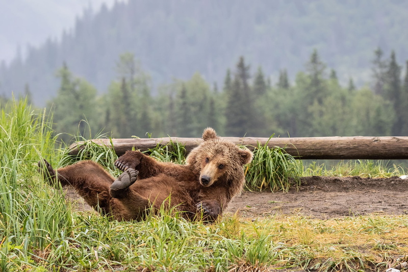 bears, field, outdoors, bear, vertebrate, grizzly bear, grass, forest, plant, animal themes, tree, beauty in nature, land, animals in the wild, animals