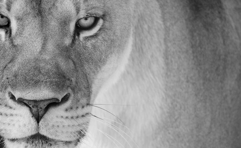 mother, domestic animals, vertebrate, pets, Lion, animal mouth, 2K, animal wildlife, Animal, lion - feline, mammal, one animal, Wild, lioness, day, face