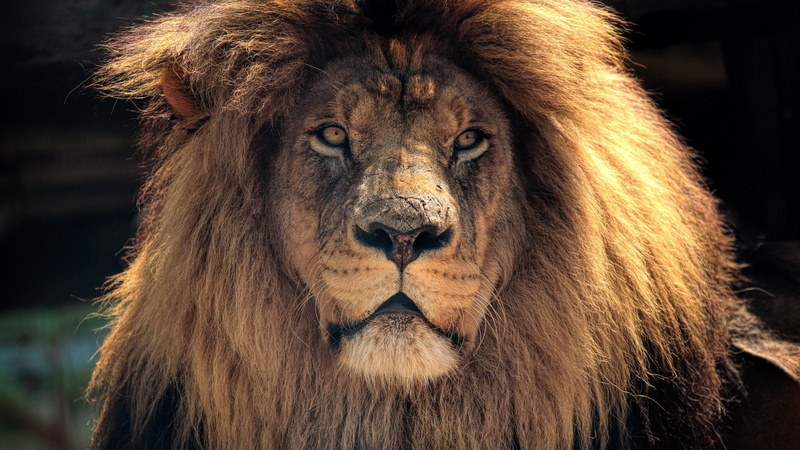 whisker, animal head, animal, wild, 4K, lion, big, no people, looking at camera, mane, mammal, animal hair, lion - feline, cat, animal body part, animals in the wild