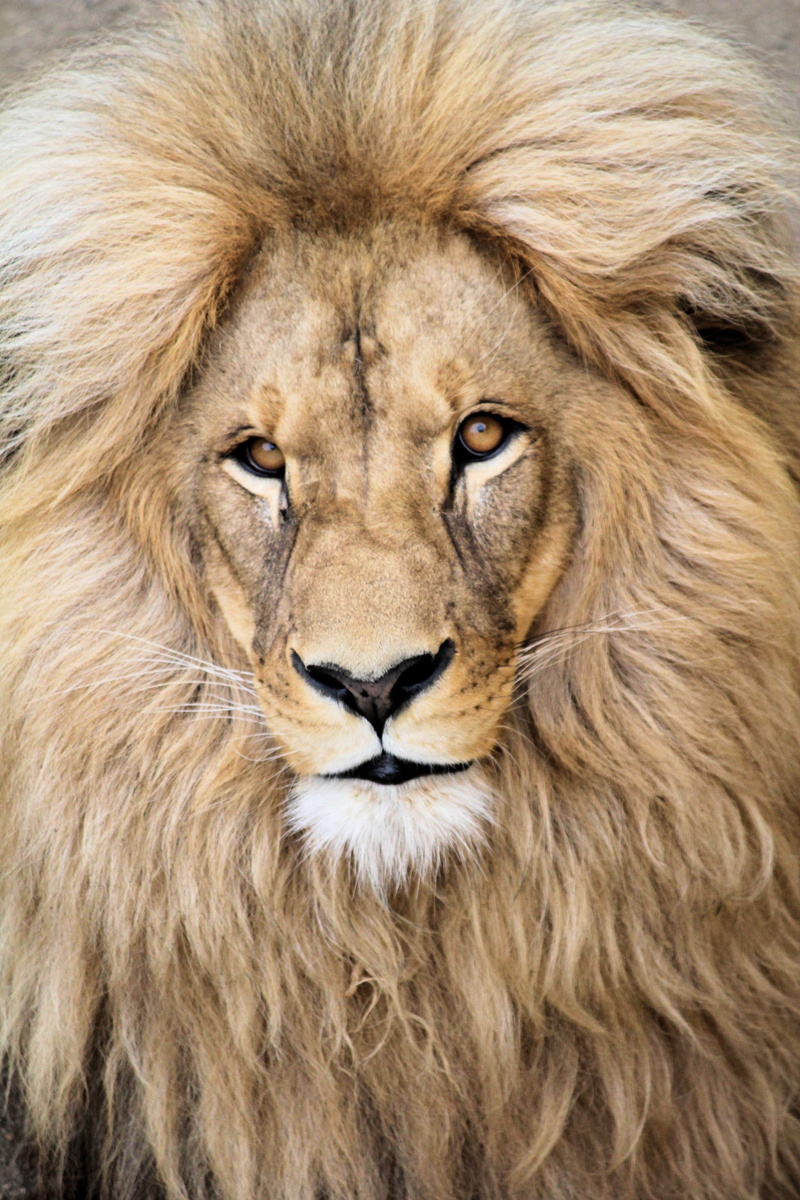 animal hair, big cat, feline, 5K, cat, face, mammal, detail, calm, animal, animal wildlife, male, mane, head, animal themes, whisker, animal body part