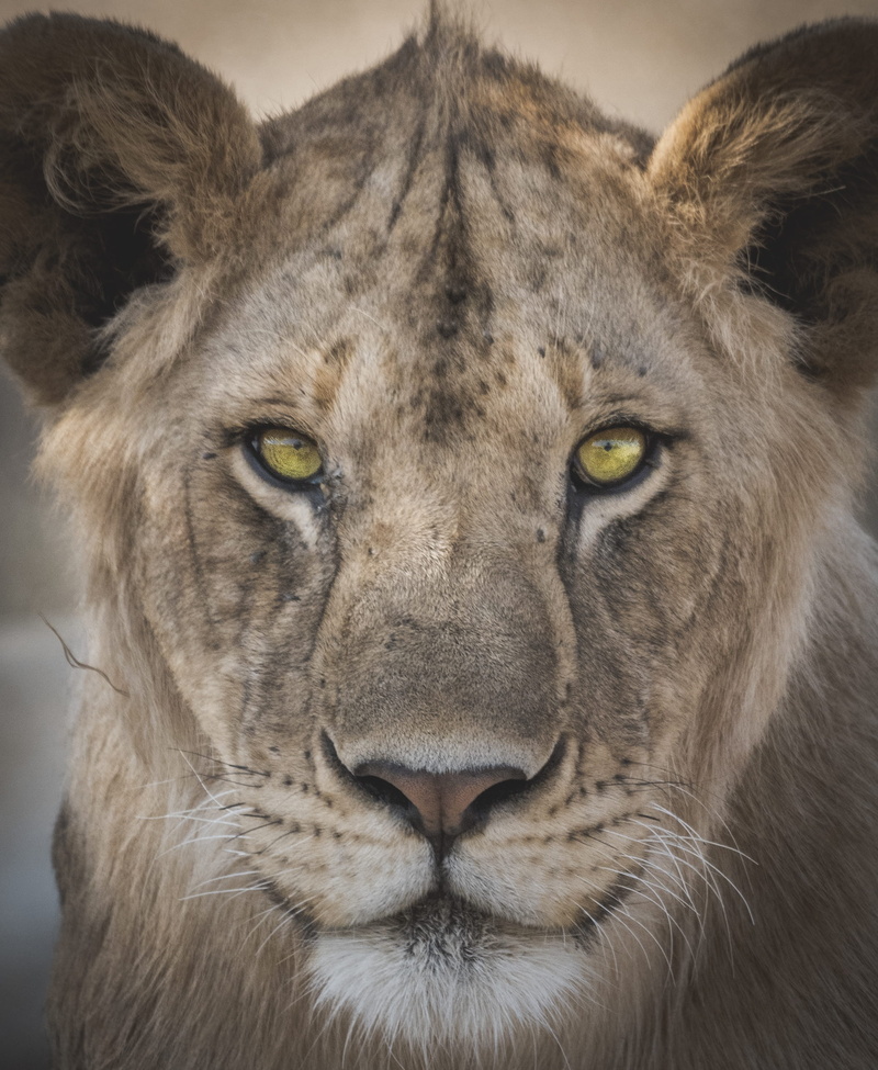 close-up, lion - feline, lion, portrait, animals in the wild, day, brown, face, cat, animal, looking at camera, animal body part, no people, animal wildlife