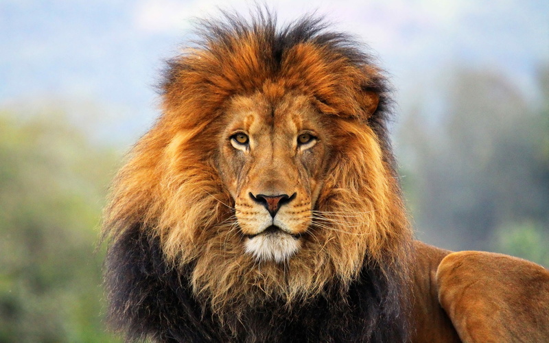 face, wildlife, cats, fur, 1080P, mane, predator, eyes, animals, lion