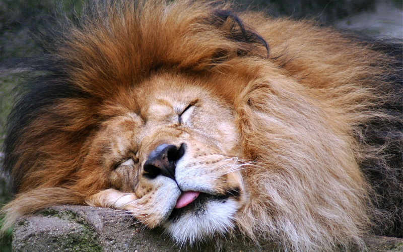 one animal, brown, outdoors, eyes closed, animals In The Wild, 1080P, feline, no people, majestic, animal body part, africa, danger, animal Head, human Face