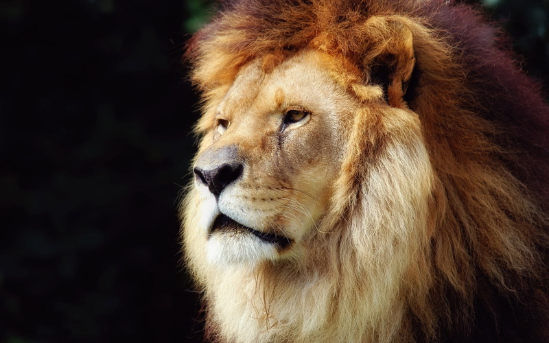 nature, savannah, carnivore, large, feline, serengeti National Park, mane, cat, looking, east Africa, vertebrate, animal, beautiful, one animal, big Cat