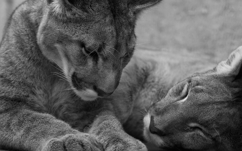 animal body part, cougars, lions, nature, looking, fur, pets, whisker, domestic Cat, lioness, two animals, undomesticated Cat, face, cat, 1080P, vertebrate