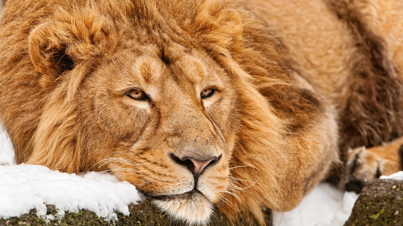 portrait, male animal, cold temperature, snow, feline, undomesticated cat, animals in the wild, lion - feline, 2K, animal, one animal, day, cat, mammal