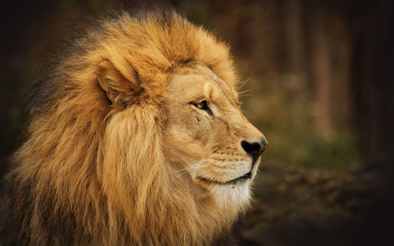 wilderness Area, fur, animal, animal themes, undomesticated Cat, savannah, animal wildlife, animal Head, big Cat, safari Animals, tanzania, danger, wildlife Reserve