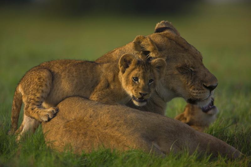 outdoors, animal family, africa, calves, feline, plant, young Animal, two animals, plain, grass, mammal, undomesticated Cat, no People, large, lion, animal