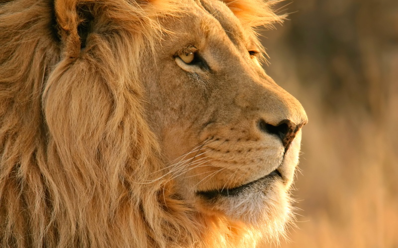 lion, close, profile view, safari, whisker, widescreen, one animal, animals in the wild, carnivora, feline, no people, animal, mammal, looking away, looking