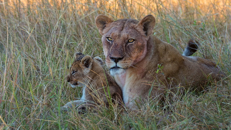 face, 4K, lioness, mom, grass, cub, glade, lion, baby, lions, look