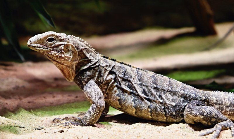 wildlife, fauna, land, zoo, terrestrial animal, day, reptile, vertebrate, animal wildlife, lizard, animals in the wild, no people, nature, 5K, grass, animal themes