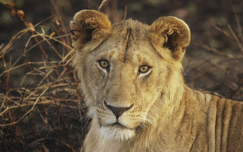 face, outdoors, cat, feline, looking at camera, nature, africa, serengeti National Park, animals Hunting, large, carnivore, endangered Species, female Animal