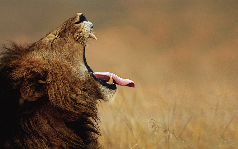 mammal, animal themes, one animal, vertebrate, profile, nature, lion - Feline, kenya, aggression, undomesticated Cat, safari, masai Mara National Reserve
