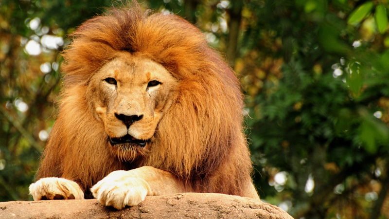 animal, male animal, cat, vertebrate, nature, mammal, hunter lion  face, tree, brown, feline, focus on foreground, resting, plant, animal themes, lion - feline