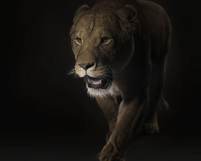 studio shot, fur, looking away, shadow, africa, nature, cat, animal themes, safari Animals, majestic, animal wildlife, 720P, mammal, feline, wildlife