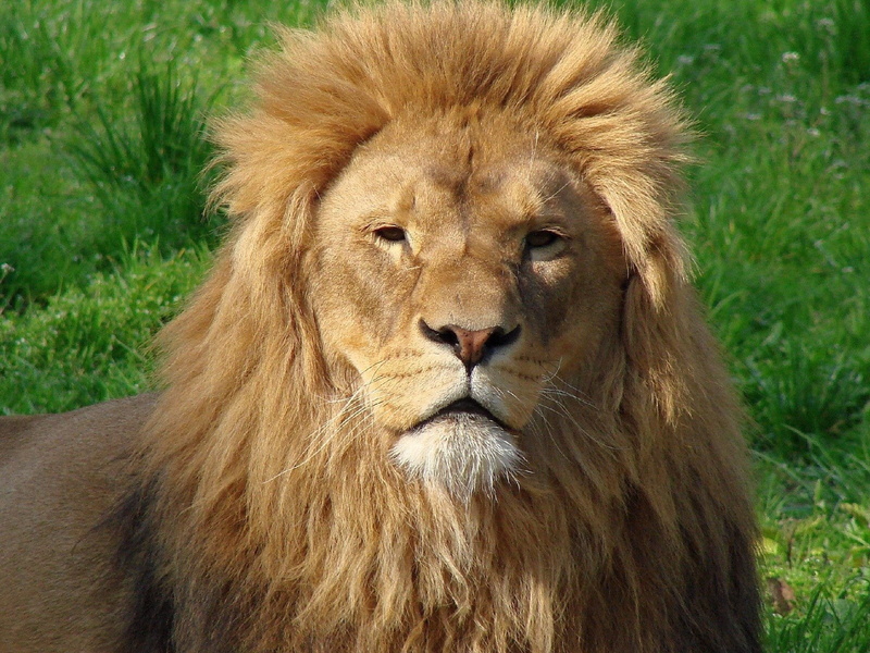 720P, tanzania, undomesticated Cat, outdoors, close-up, one animal, safari, cat, feline, wildlife, grass, mane, predator, africa, animals In The Wild