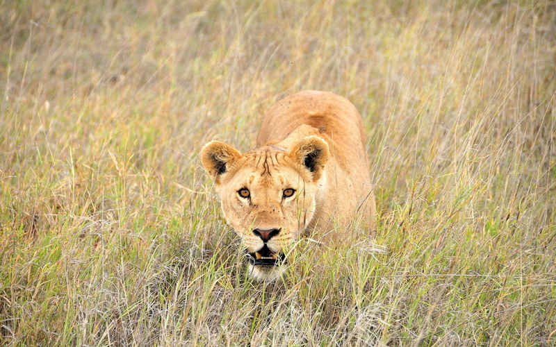 wilderness Area, undomesticated Cat, majestic, one animal, endangered Species, female Animal, safari Animals, cat, walk, masai Mara, lion - Feline, animals Hunting