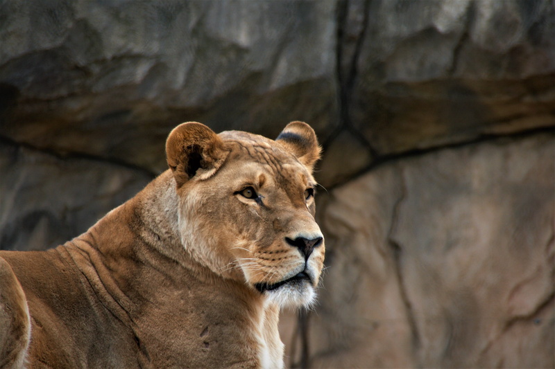 feline, rock - object, one animal, animal themes, day, rock formation, lion, lion - feline, zoo, animal head, animals in the wild, rock, 4K, female lion