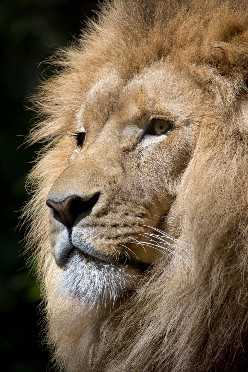 close, feline, portrait, animal wildlife, looking away, 4K, animals in the wild, animal portrait, photography, big cat, face, tawny, cat, looking, mammal