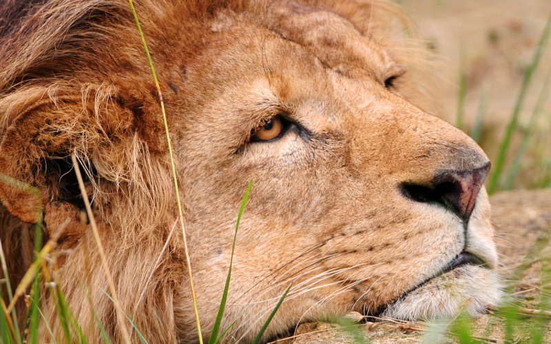 large, kenya, tanzania, portrait, one animal, male Animal, east Africa, nature, animal themes, animal wildlife, animal Head, face, cat, mammal, big Cat