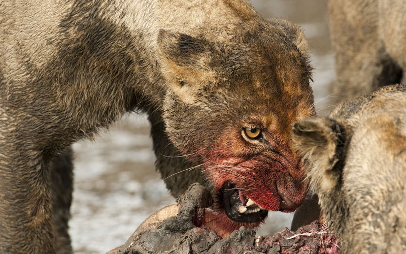Blood, Lioness, Lion, Face, Cats, 1080P