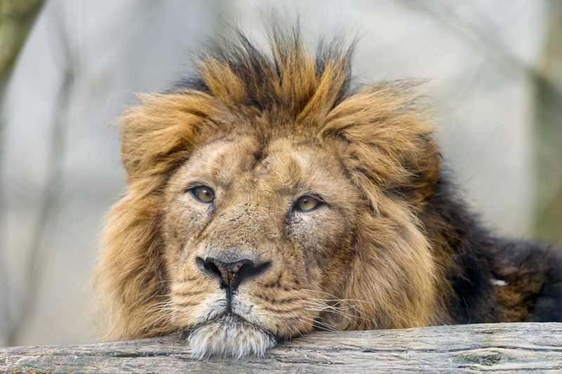 eyes, 4K, face, cat, lion, © Tambako The Jaguar, brown