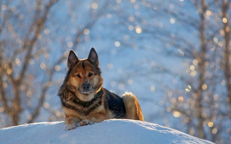 Snow, Dog, Winter, 1080P, German, Shepherd
