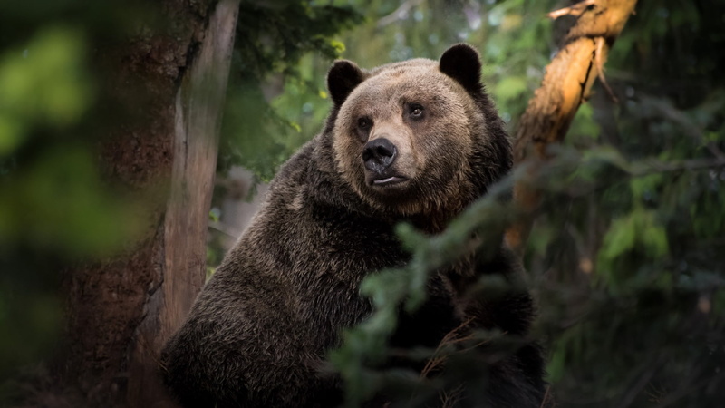 1080P, vertebrate, nature, hunting, plant, animal wildlife, terrestrial animal, animal, warning sign, one animal, day, animal themes, outdoors, wilderness