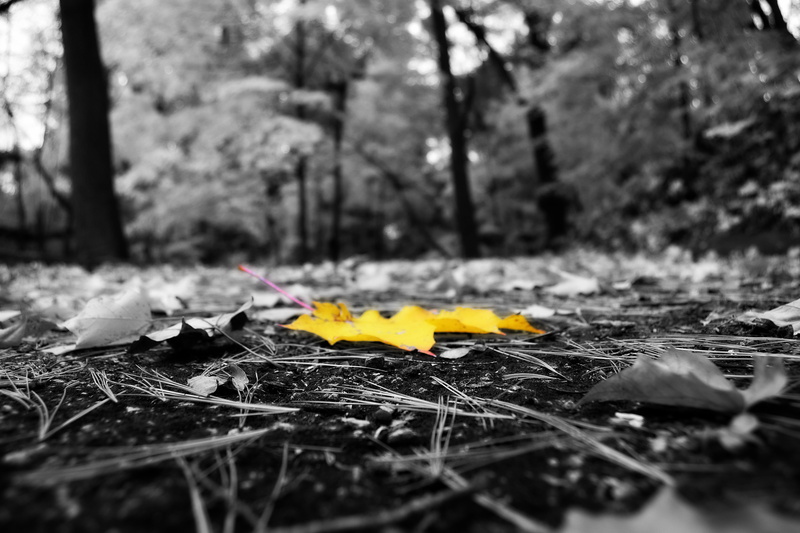 selective coloring, trees, grey, dirt, 4K, leaves, low saturation, photography, nature